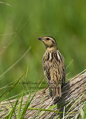 Dolichonyx oryzivorus  BOBOLINK 8004231z