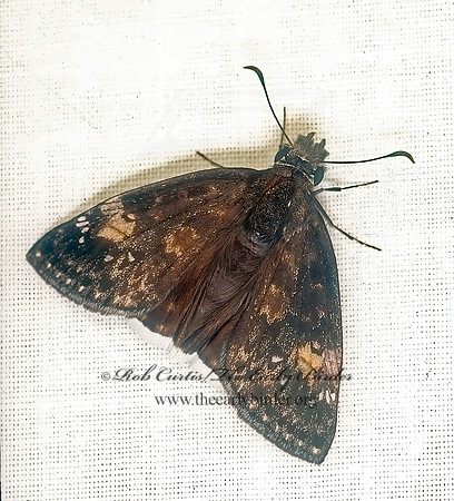 Erynnis funeralis FUNEREAL DUSKYWING 73333-2z