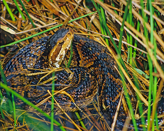 Agkistrodon puscivorus  EASTERN COTTONMOUTH 14409z