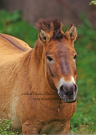 Equus ferus przewalskii  PRZEWALSKI'S HORSE 96936z