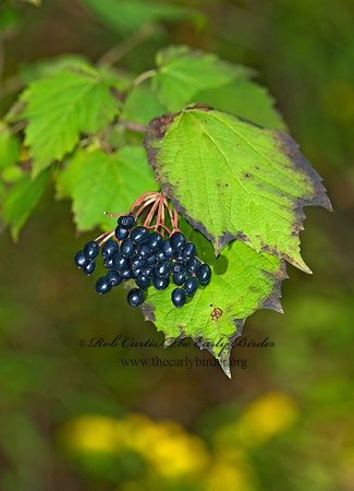 Viburnum acerifolium  MAPLELEAF VIBURNUM 7015486z