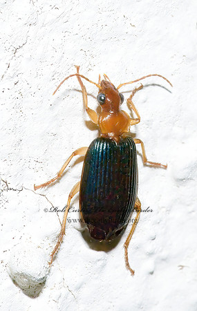 Lebia (Loxopeza) grandis 6026604 z