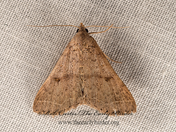 Bleptina caradrinalis  BENT-WINGED OWLET 9047854z