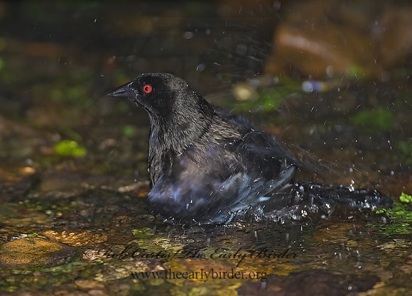 Molothrus aeneus  BRONZED COWBIRD 6023622z
