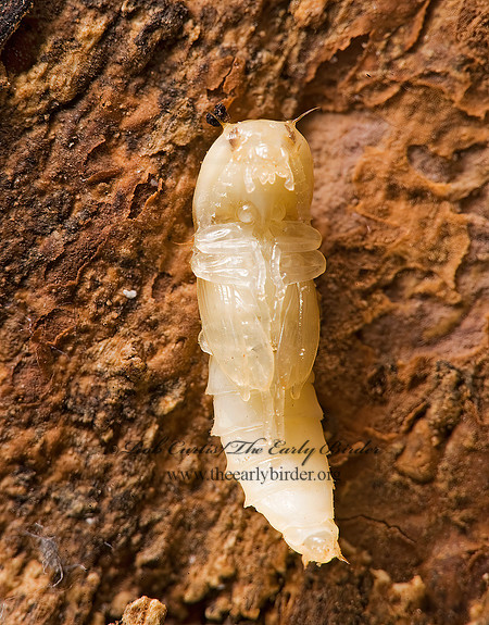 Elateridae  PUPA 8007054z