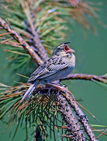 Ammodramus savannarum  GRASSHOPPER SPARROW 30134z