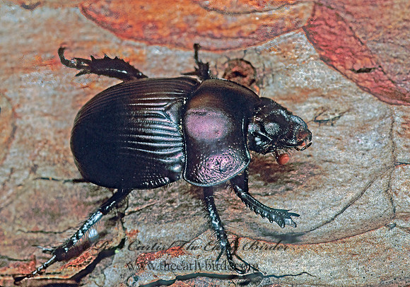 Geotrupes semiopacus 1284915z