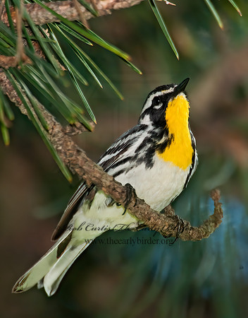 Setophaga dominica  YELLOW-THROATED WARBLER 8022678z