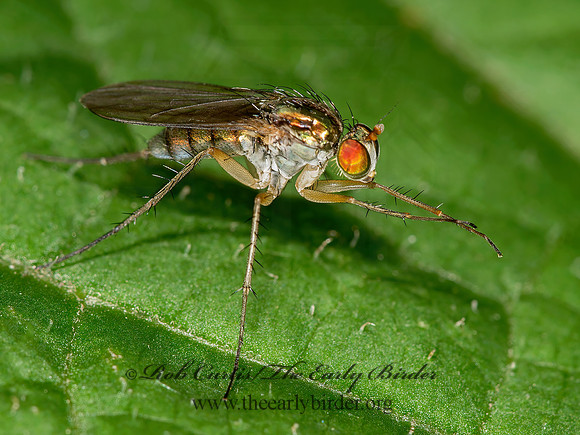 Dolichopus cuprinus group  LONGLEGGED FLY 9003160 z