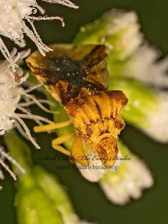 Phymata fasciata AMBUSH BUG 9083321z