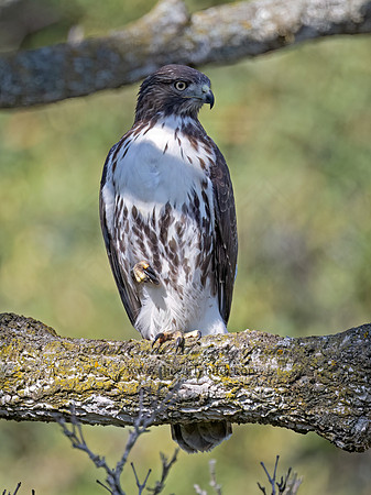 Buteo jamaicensis RED-TAILED HAWK 9091361 (1)