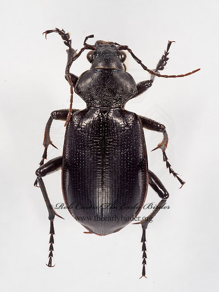 Calosoma prominens 9015867z
