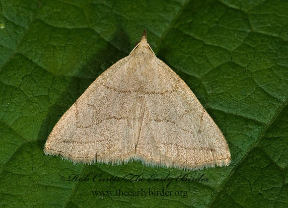 Zanclognatha pedipilalis  GRAYISH ZANCLOGNATHA 8014700z