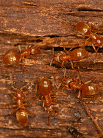 Lasius aphidicola GOLDEN CORNFIELD ANT 1304690z