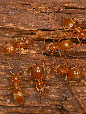 Lasius aphidicola  GOLDEN CORNFIELD ANT 1304690z
