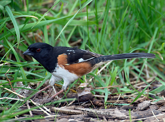 Pipilo erythrophthalmus  EASTERN TOWHEE 9000176z