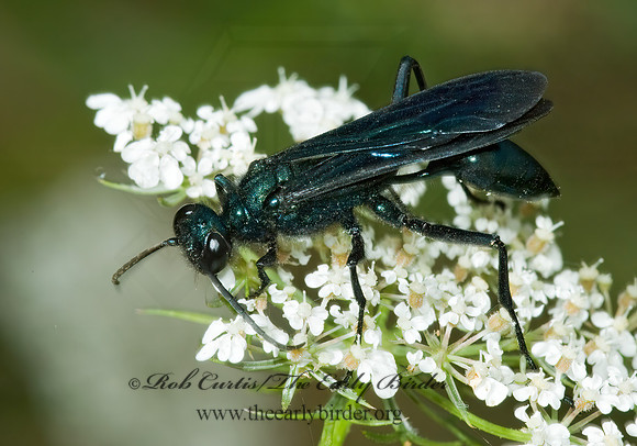 Chalybion californicum 5001073z