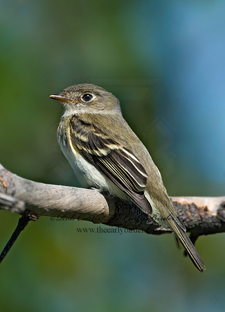 Empidonax minimus  LEAST FLYCATCHER 6015646z