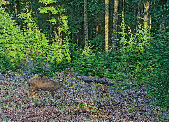 Odocoileus hemionus columbianus  COLUMBIAN BLACK-TAILED DEER 147916z