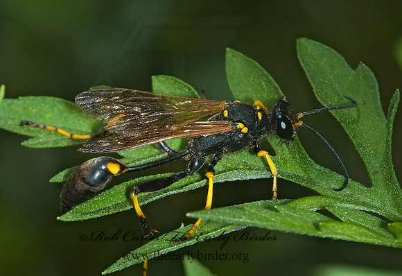 Sceliphron caementarium 5000326z