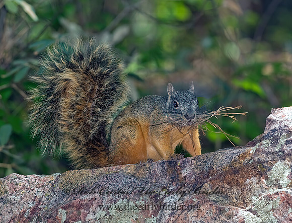 Sciurus nayaritensis  MEXICAN FOX SQUIRREL 6026862z