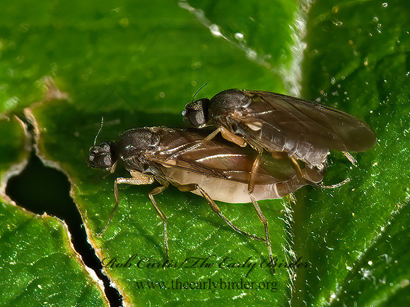Gymnophora luteiventris  SCUTTLE FLY 8006516z