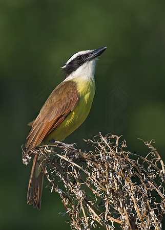 Pitangus sulphuratus  GREAT KISKADEE 7005757z