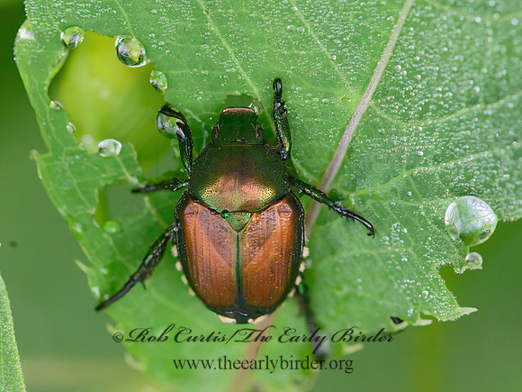 Popillia japonica  JAPANESE BEETLE 1303422z