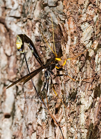Megarhyssa atrata 8005871 Fz