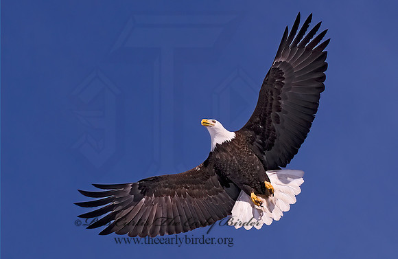 Haliaeetus leucocephalus  BALD EAGLE 6020666z
