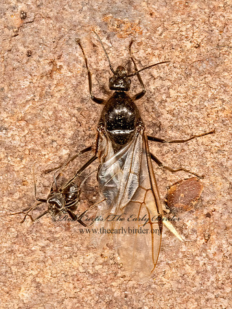 Liometopum apiculatum  VELVETY TREE ANT 3038715z