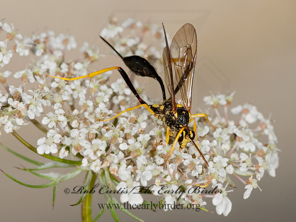 Acroricnus stylator aequatus 3010091z