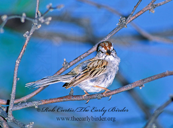 Peucaea carpalis  RUFOUS-WINGED SPARROW 93908z