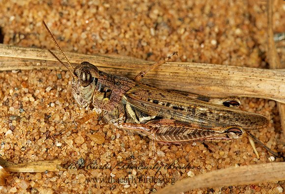 Camnula pellucida CLEAR-WINGED GRASSHOPPER 207635z