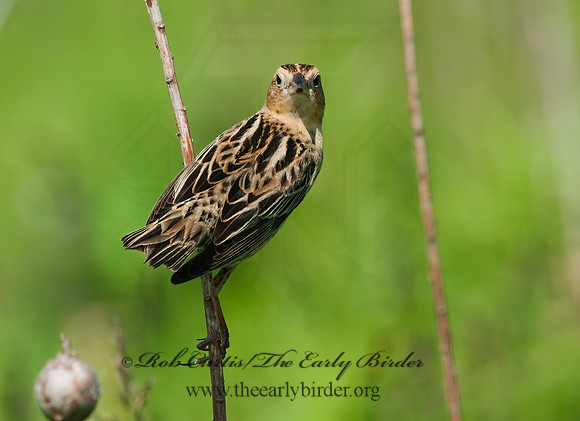 Dolichonyx oryzivorus  BOBOLINK 3008437z
