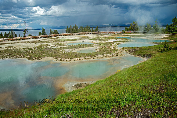 MIMULUS POOL  9061094z