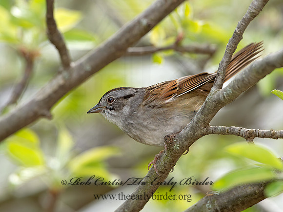 Melospiza georgiana  SWAMP SPARROW 9042948z