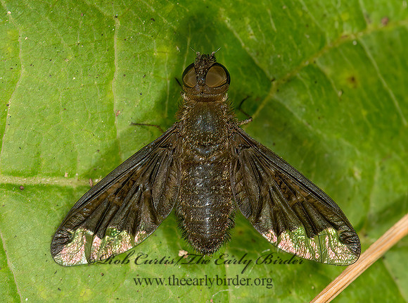 Hemipenthes sinuosa  VILIINI BEE FLY 9024005z