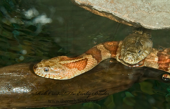 Nerodia sipedon  NORTHERN WATER SNAKE 4003272z