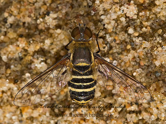 Villa  BEE FLY 9047755z