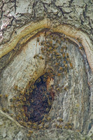 Apis mellifera  WESTERN HONEYBEE 9039223z
