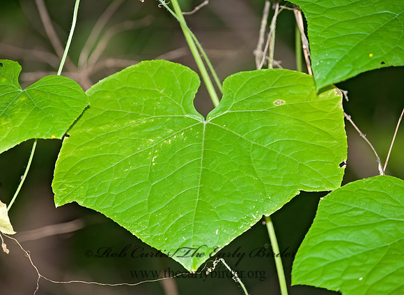 Sicyos angulatus  BUR CUCUMBER 8026788z