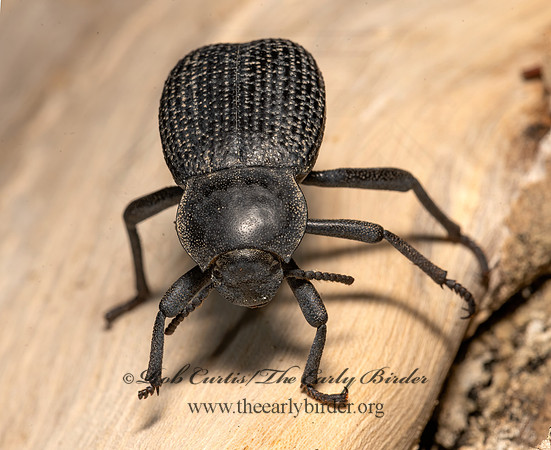 Cryptoglossa infausta  DEATH-FEIGNING BEETLE 3033339z