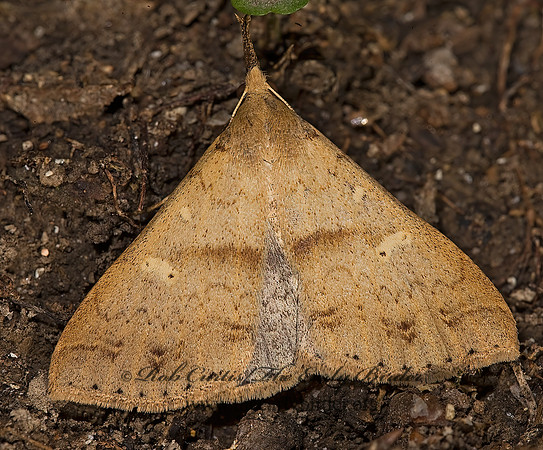 Renia discoloralis DISCOLORED RENIA MOTH 8006525z