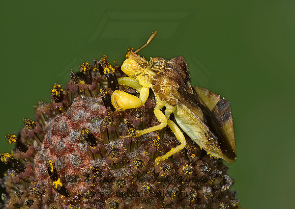 Phymata 5000135z