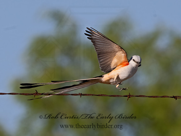 Tyrannus forficatus  SCISSOR-TAILED FLYCATCHER 3033976z