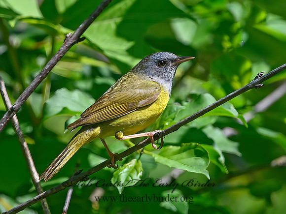 Geothlypis philadelphia  MOURNING WARBLER 3021452z