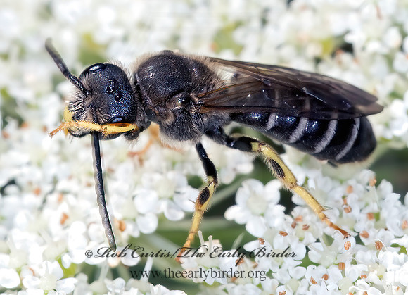 Halictus rubicundus 9013758 z
