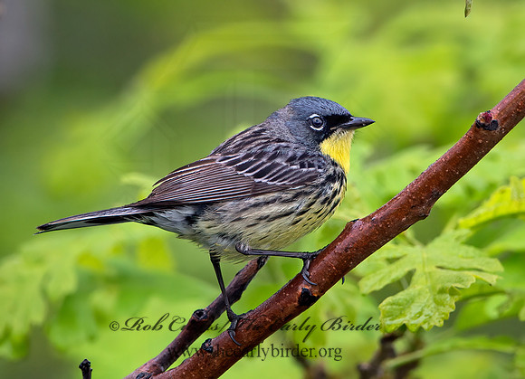 Setophaga kirtlandii  KIRTLAND'S WARBLER 9030405z