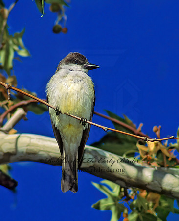 Tyrannus crassirostris  THICK-BILLED KINGBIRD 94436z